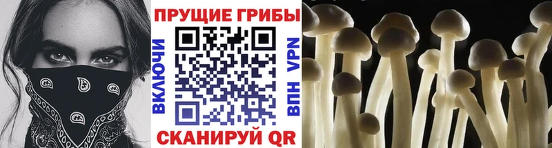 Псилоцибиновые грибы Psilocybe  где купить наркоту  Курск 